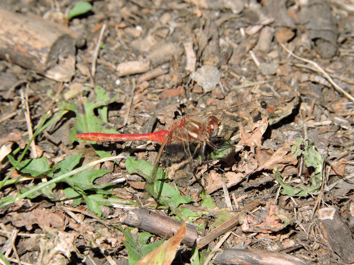 Photo of a Dragonfly