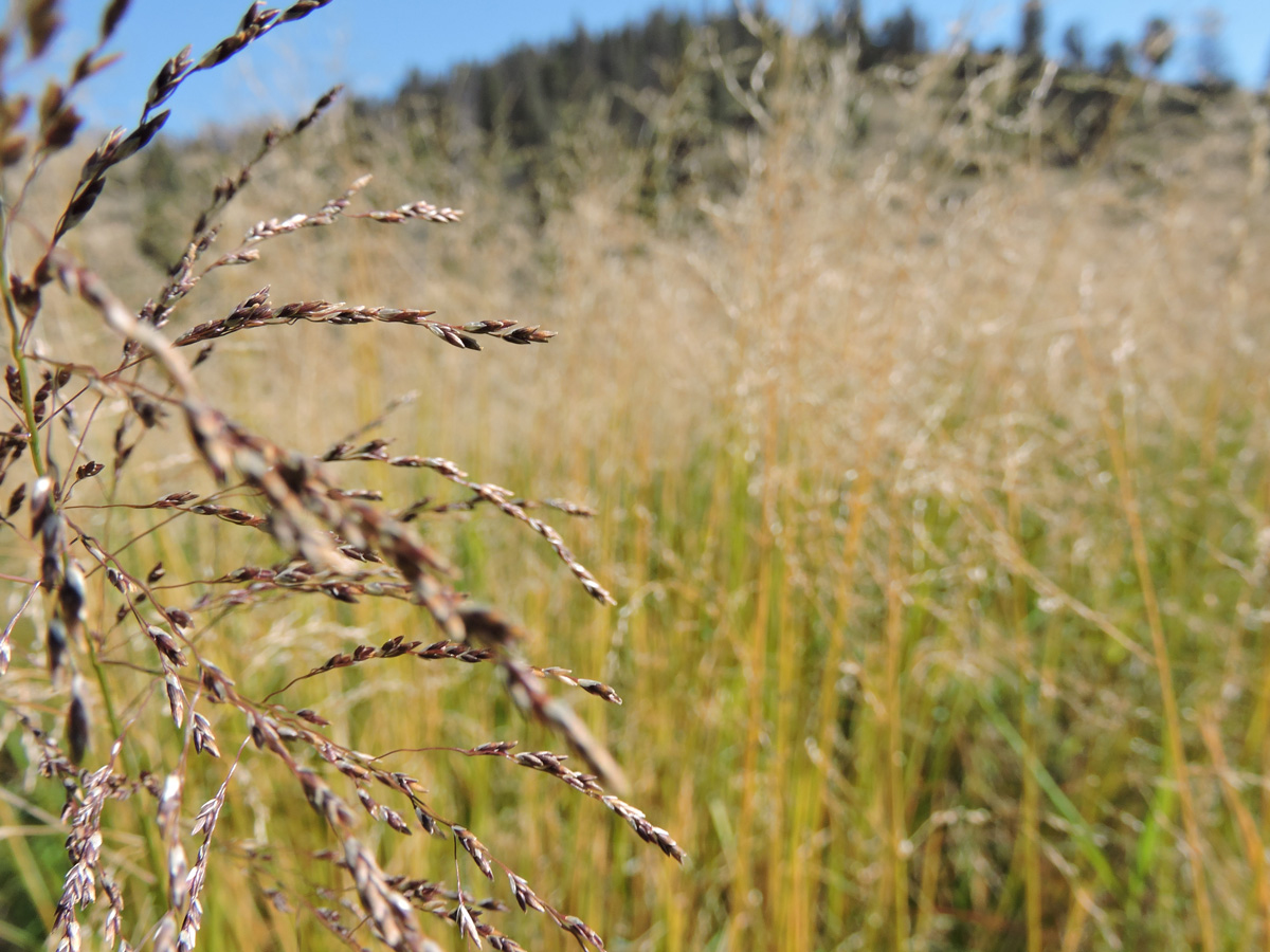 photo of a field