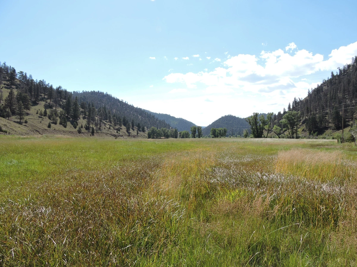 large meadow in the upper Colorado river basin is waiting to be hayed. Mountains/hills in the background. Blue sky with white clouds.