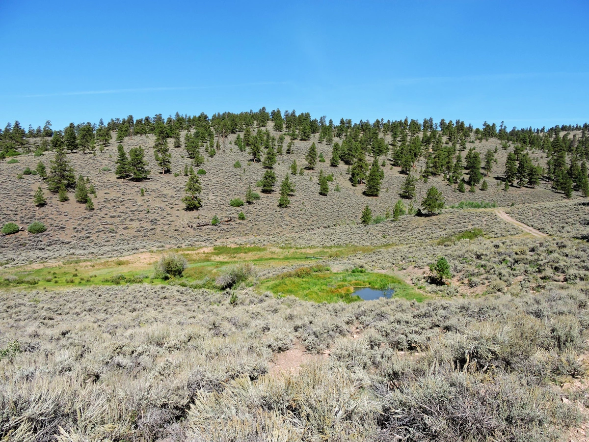 Photo of a high country spring feeding a stock pond and spring box