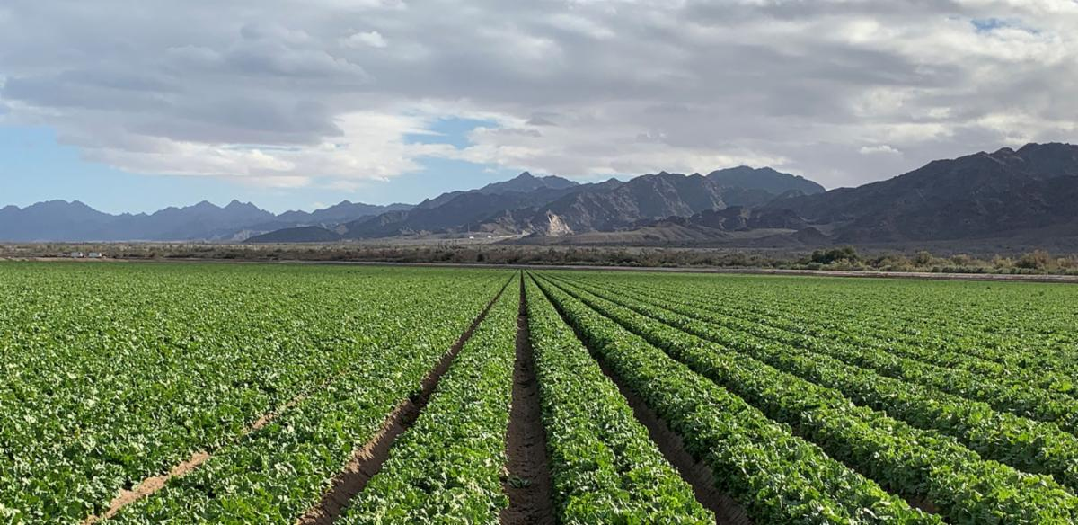 photos of rows in a field at Robert Nickerso famr