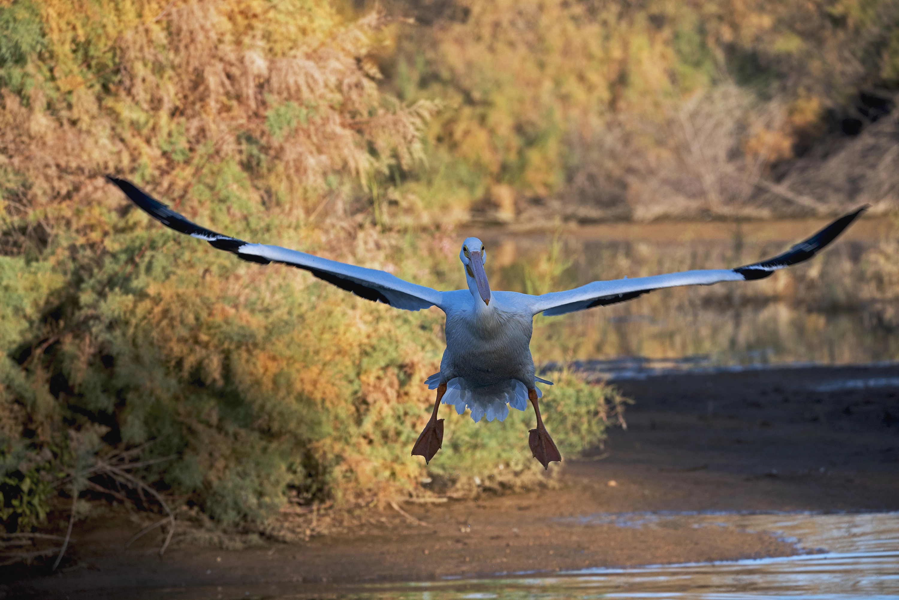 Kohinoor Kar - Pelican Landing Riparian, 2023 Gilbert, AZ