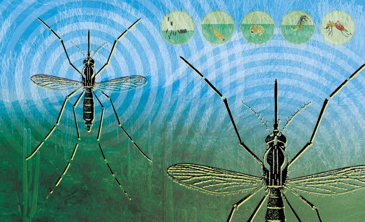 A graphic depicting two mosquitos