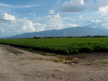 Cotton farming in Safford