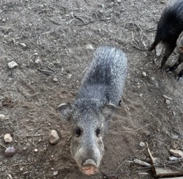 javelina