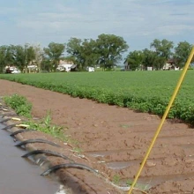 photo showing cotton farming in Safford, AZ