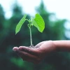 photo of person holding sprouting plant in palm